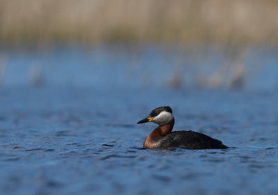 Grhakedopping [Red-necked Grebe] (IMG_5828)