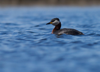 Grhakedopping [Red-necked Grebe] (IMG_5838)