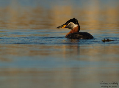 Grhakedopping [Red-necked Grebe] (IMG_6702)