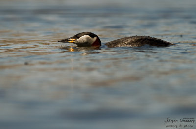 Grhakedopping [Red-necked Grebe] (IMG_6830)