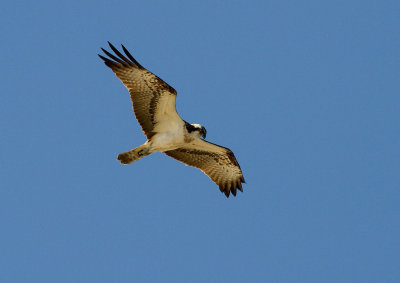 Fiskgjuse [Osprey] (IMG_5950)