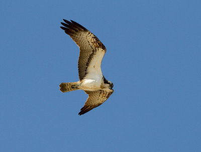 Fiskgjuse [Osprey] (IMG_5954)