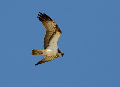 Fiskgjuse [Osprey] (IMG_5955)