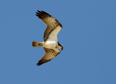 Fiskgjuse [Osprey] (IMG_5956)