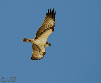 Fiskgjuse [Osprey] (IMG_5959)