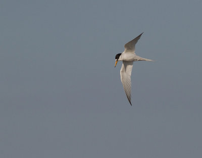 Smtrna [Little Tern] (IMG_8598)