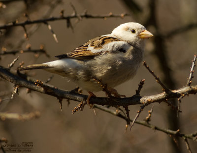 Grsparv [House Sparrow] (IMG_6079)