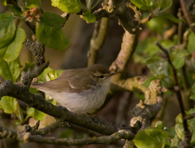 Lundsngare [Greenish Warbler] (IMG_8762)