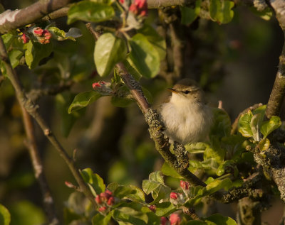 Lundsngare [Greenish Warbler] (IMG_8788)