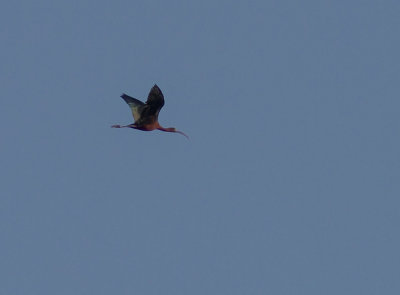 Bronsibis [Glossy Ibis] (IMG_9097)