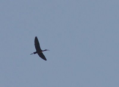 Bronsibis [Glossy Ibis] (IMG_9111)