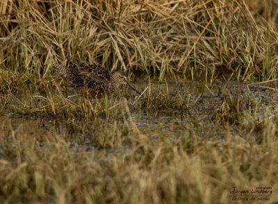 Strre beckasinsn [Long-b Dowitcher] (IMG_6565)