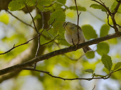 Grnsngare [Wood Warbler] (IMG_8691)