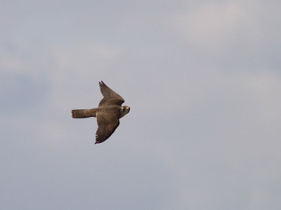 Pilgrimsfalk [Peregrine Falcon] (IMG_6695)