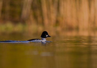 Knipa [Common Goldeneye] (IMG_6913)
