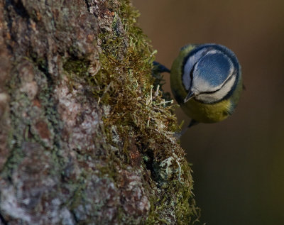 Blmes  [Eurasian Blue Tit] (IMG_8647)