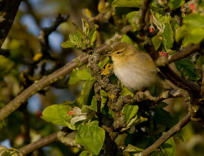 Lvsngare [Willow Warbler] (IMG_8747)