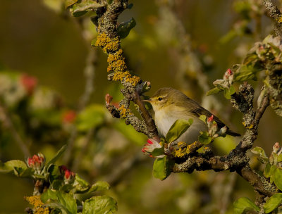 Lvsngare [Willow Warbler] (IMG_8756)