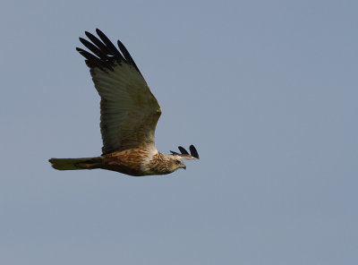 Brun krrhk [Western Marsh Harrier] (IMG_8379)