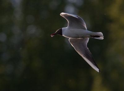 Skrattms [Black-headed Gull] (IMG_9364)
