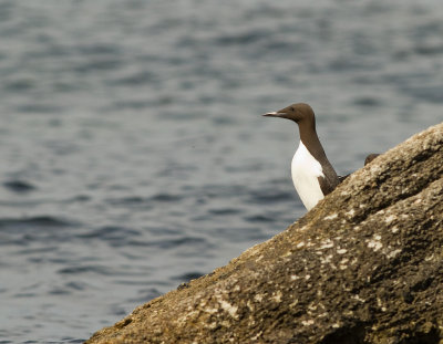 Sillgrissla [Common Murre] (IMG_0067)