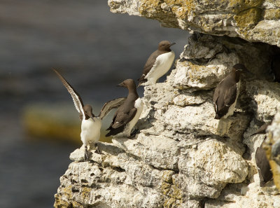 Sillgrissla [Common Murre] (IMG_0080)