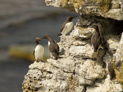 Sillgrissla [Common Murre] (IMG_0085)