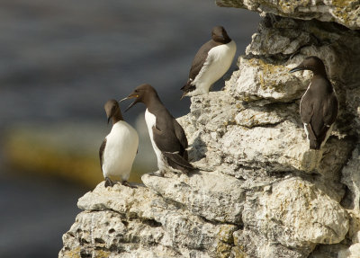 Sillgrissla [Common Murre] (IMG_0087)