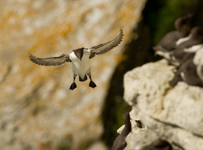 Sillgrissla [Common Murre] (IMG_0219)