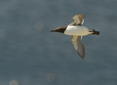 Sillgrissla [Common Murre] (IMG_0244)