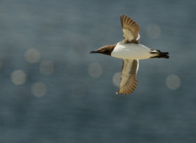 Sillgrissla [Common Murre] (IMG_0245)