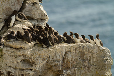 Sillgrissla [Common Murre] (IMG_0284)