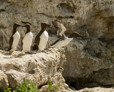 Sillgrissla [Common Murre] (IMG_0290)