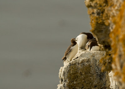 Sillgrissla [Common Murre] (IMG_0341)