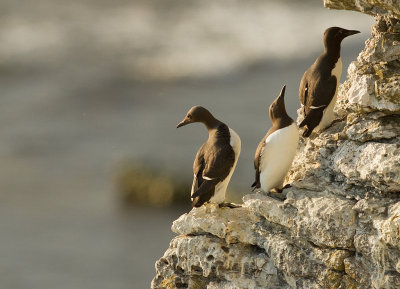 Sillgrissla [Common Murre] (IMG_0467)
