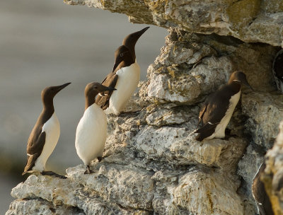 Sillgrissla [Common Murre] (IMG_0474)
