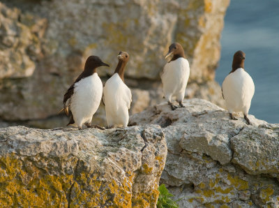 Sillgrissla [Common Murre] (IMG_0555)