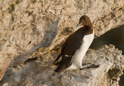 Sillgrissla [Common Murre] (IMG_0560)