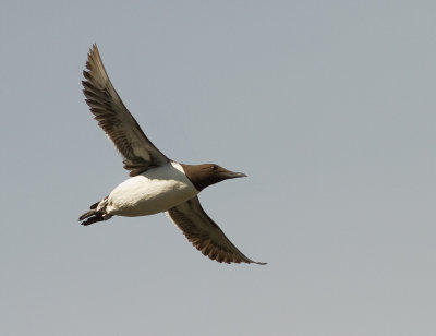 Sillgrissla [Common Murre] (IMG_9985)