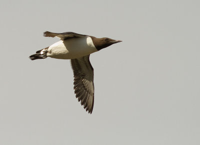 Sillgrissla [Common Murre] (IMG_9986)