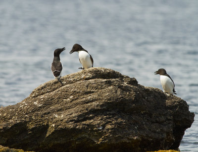 Tordmule [Razorbill] (IMG_0009)
