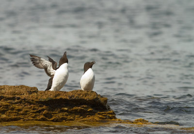 Tordmule [Razorbill] (IMG_0019)