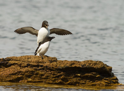 Tordmule [Razorbill] (IMG_0020)