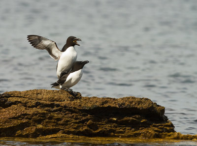 Tordmule [Razorbill] (IMG_0022)
