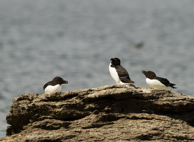 Tordmule [Razorbill] (IMG_0042)