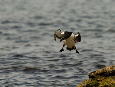 Tordmule [Razorbill] (IMG_0060)