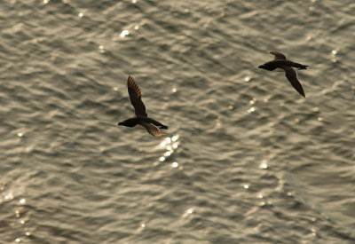 Tordmule [Razorbill] (IMG_0459)