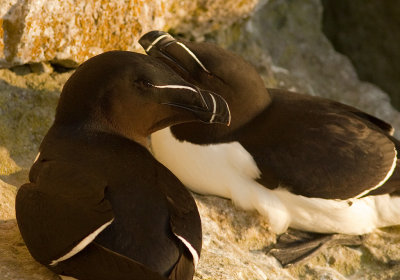 Tordmule [Razorbill] (IMG_0534)
