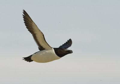 Tordmule [Razorbill] (IMG_0750)