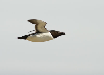 Tordmule [Razorbill] (IMG_0752)